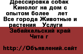 Дрессировка собак (Кинолог на дом с опытом более 10 лет) - Все города Животные и растения » Услуги   . Забайкальский край,Чита г.